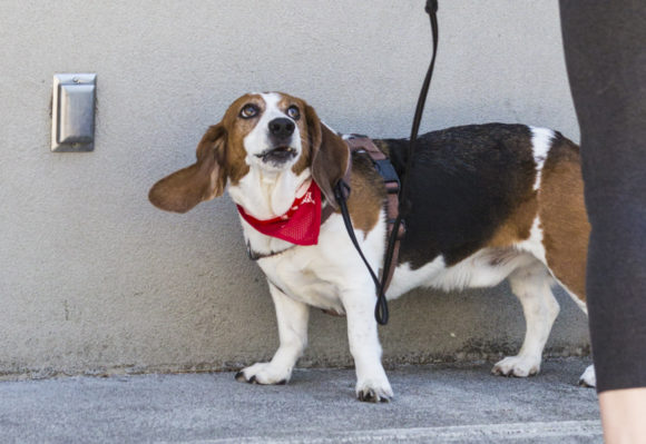 Nosework with Sherman…and Walter