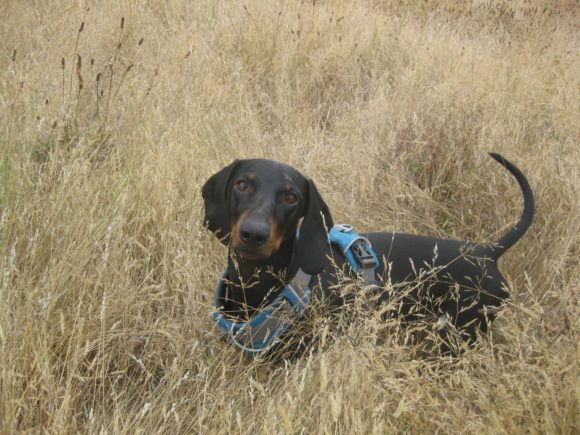 PDX Pet Photographer Captures End of Life Moments