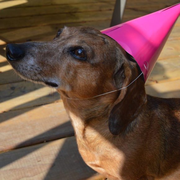 Senior Dogs: Bruiser’s 12th birthday at the beach