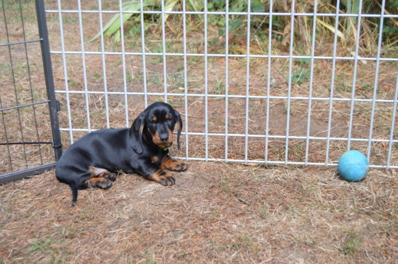 Enrichment for Doxie Puppies: Lessons from Experts