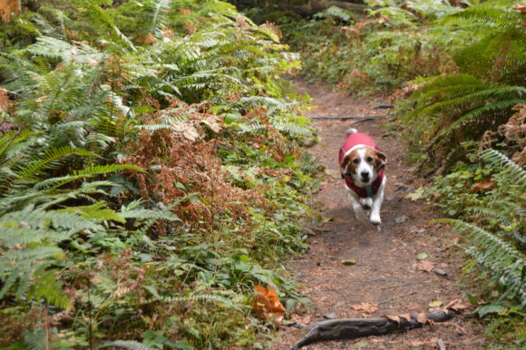 LOST:  On the Salmon River Trail