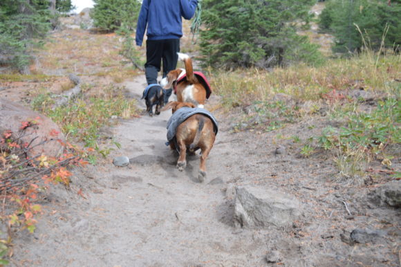 Old Dog Sanctuary: How Deep Is Your Love