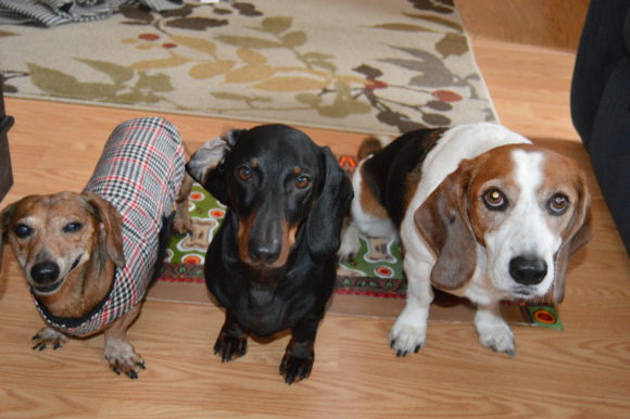 Day After Christmas: the BarkBox Arrived