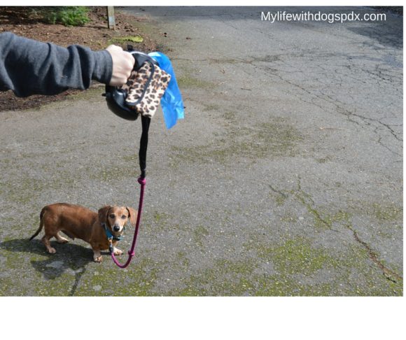 Leashpod: Pick Up Your Poop with Dignity