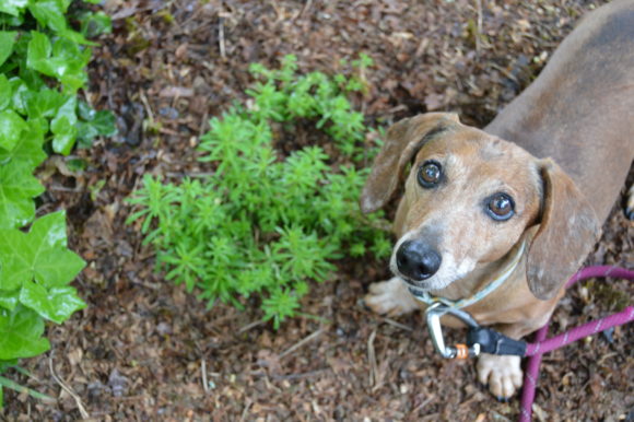 National Herb Week: Cleavers – a Weed with Benefits