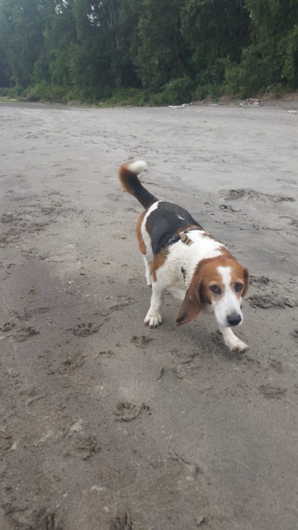 Wordless Wednesday: Sherm’s Gross Beach Adventure