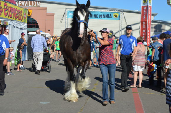 The Oregon State Fair Does Not Disappoint