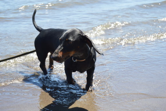 Tips to Cool Off Your Dog in August