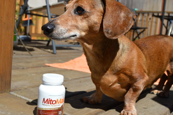 Dogs with Digestive Disorders Benefit from Probiotics #sponsored