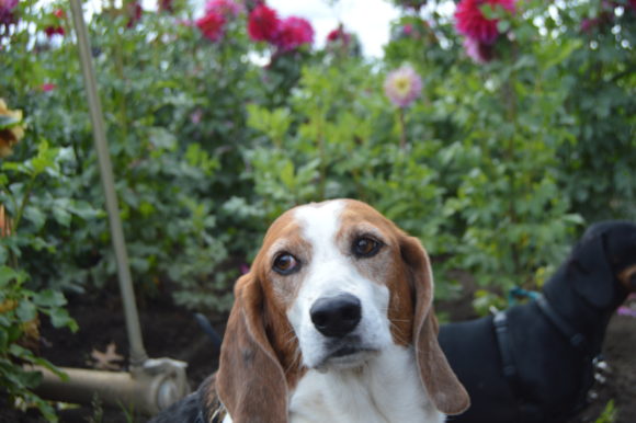 Dahlia Festival With The Hounds