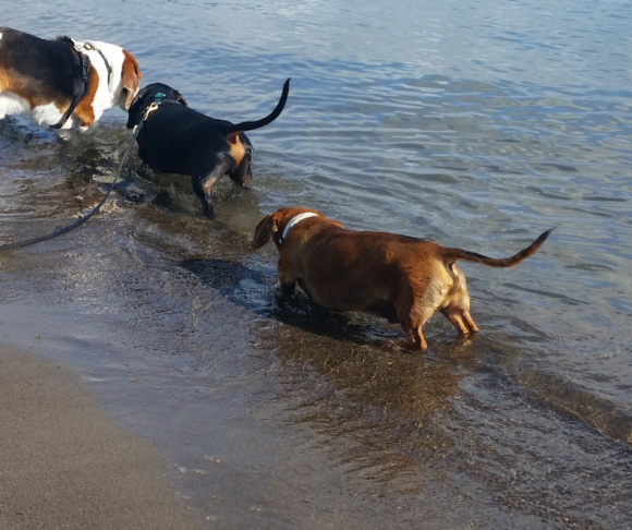 Do your dogs swim? Wordless Wednesday