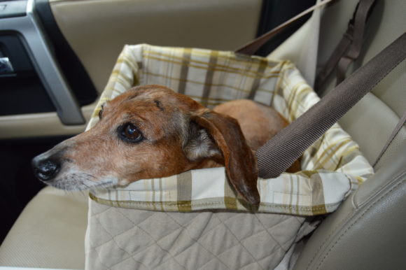 Car Seat For Small Dogs: Safety First!