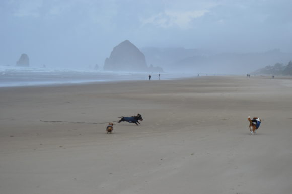 Wordless Wednesday: Haystack Rock