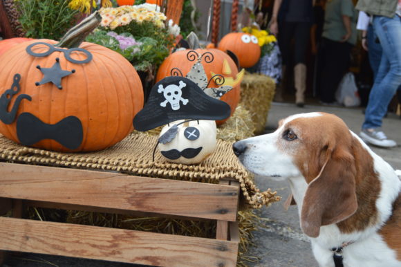 Pumpkin Patch is Dog Enrichment