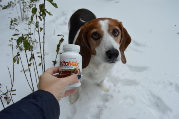 The Holidays, Stress & Probiotics for Animals