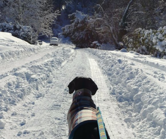 Wordless Wednesday: Tire Chains Required This Winter