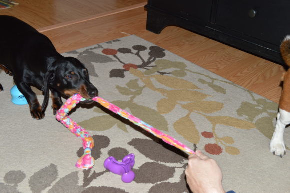 Wordless Wednesday: Rope Tug Toys