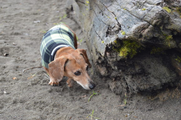 Senior Dogs Have My Heart: A Book Signing