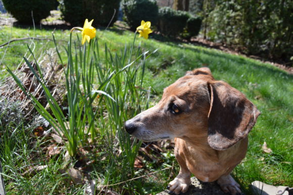 Senior Bruiser’s Guide to Spring: A Checklist