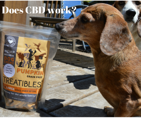 The Three R’s: How CBD Is Helping Our Dogs #ad