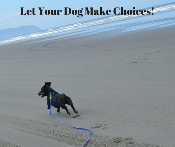 Letting Your Dog Make Choices