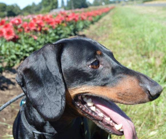 Swan Island Dahlia Farm is Dog Friendly