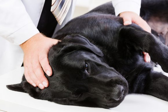 Canine Flu Case in Oregon