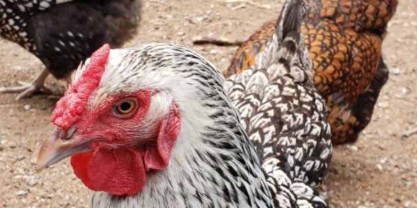 rooster-closeup