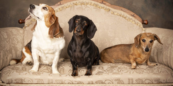 regal_dogs_on_couch